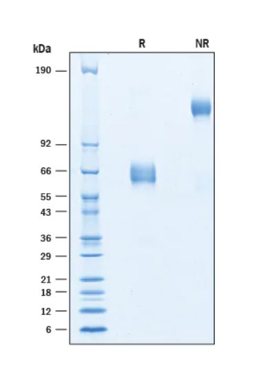 2 μg/lane Protein  was resolved with SDS-PAGE under reducing (R) and non-reducing (NR) conditions and visualized by Coomassie® Blue staining.